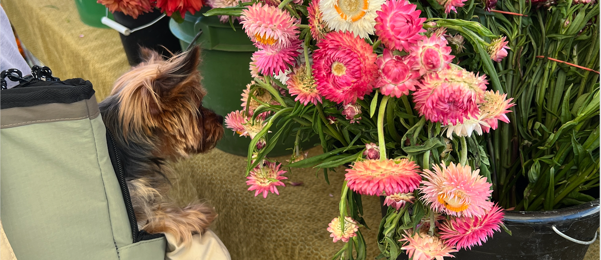 What Makes a Great Pet Carrier?