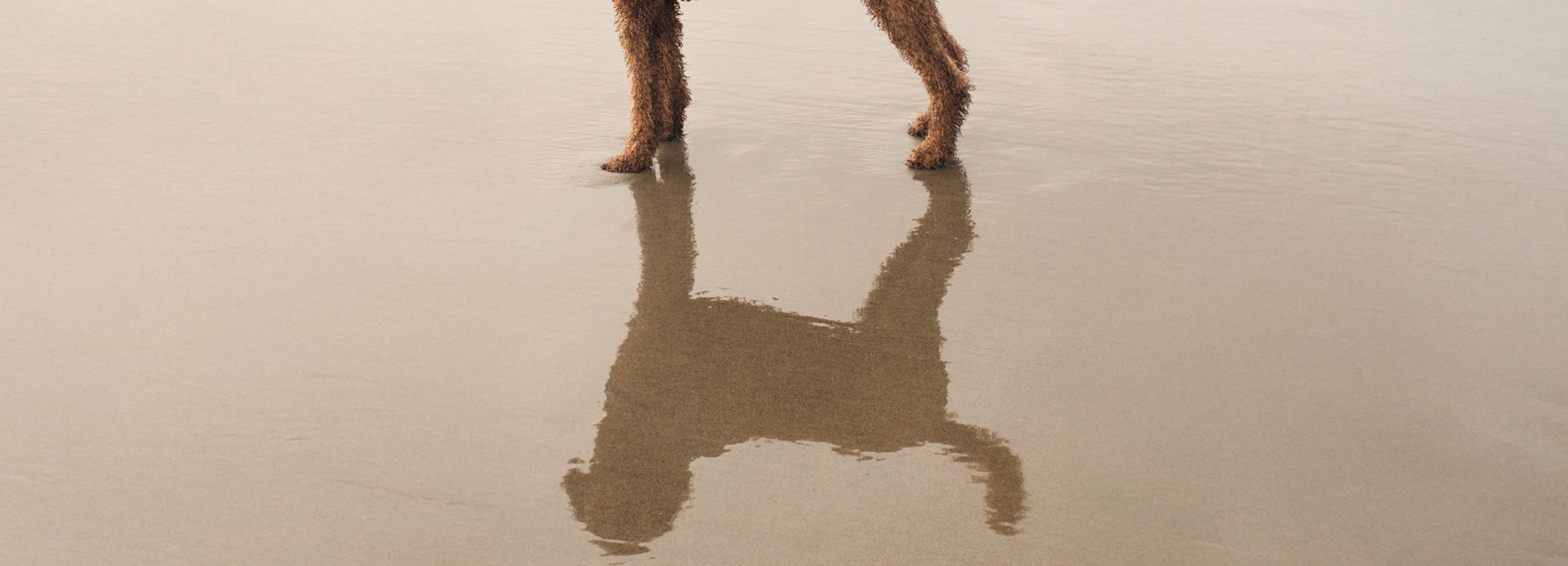 Keep Your Dog Safe in the Summer