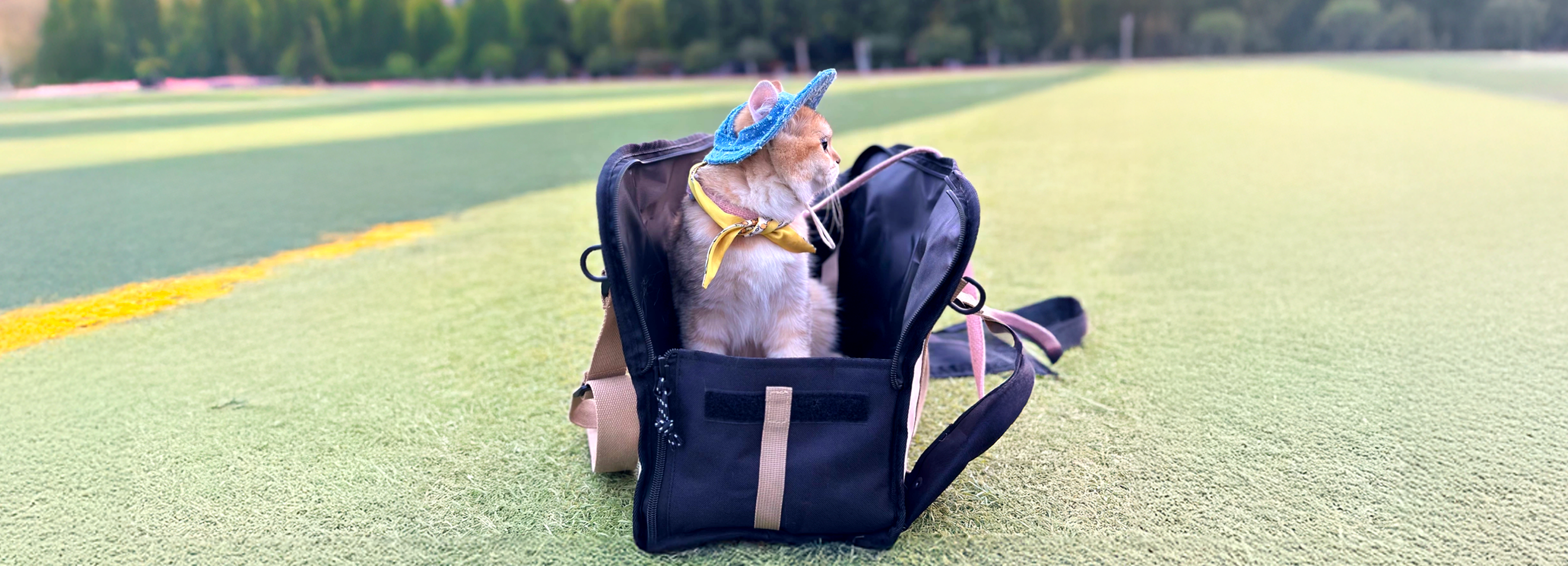 Tips for Managing Your Cat’s Stress in a Carrier (Because getting from A to B shouldn’t feel like Zzzzap!)
