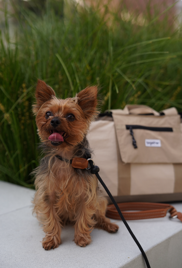 stop & go no-pull learning leash