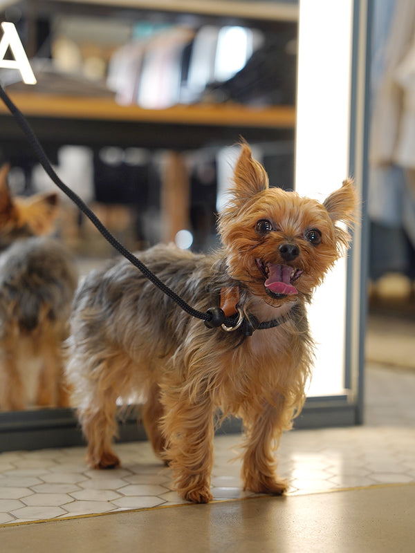 stop & go no-pull learning leash
