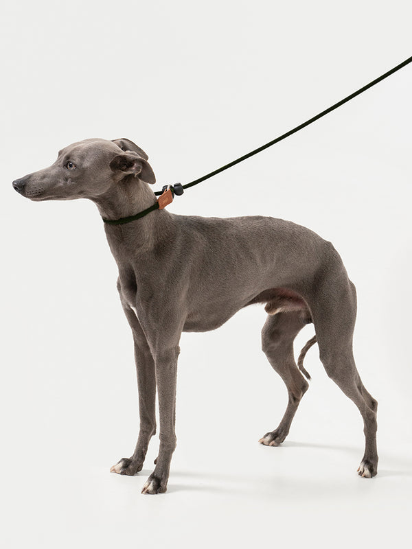 stop & go no-pull learning leash