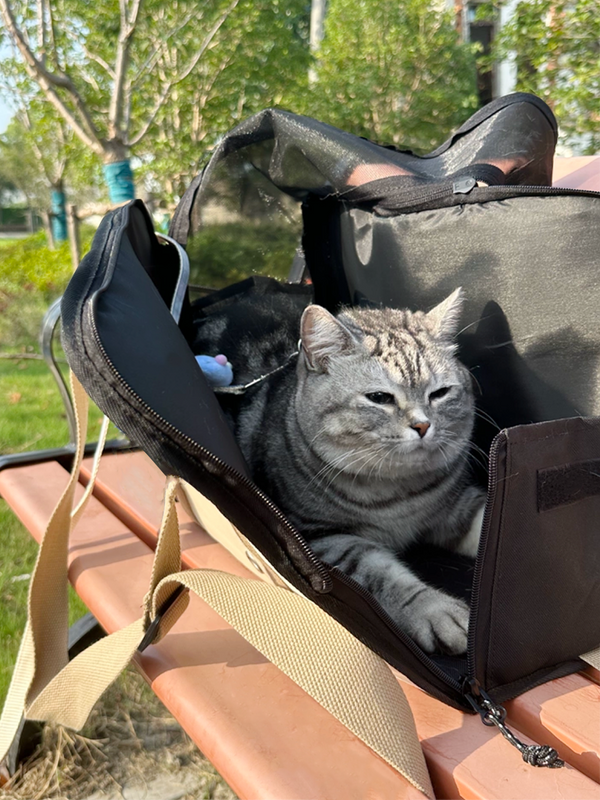 see ya later pet carrier